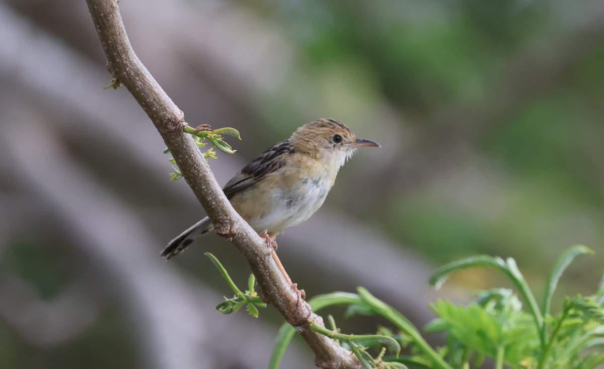 Golden-headed Cisticola - ML611841275