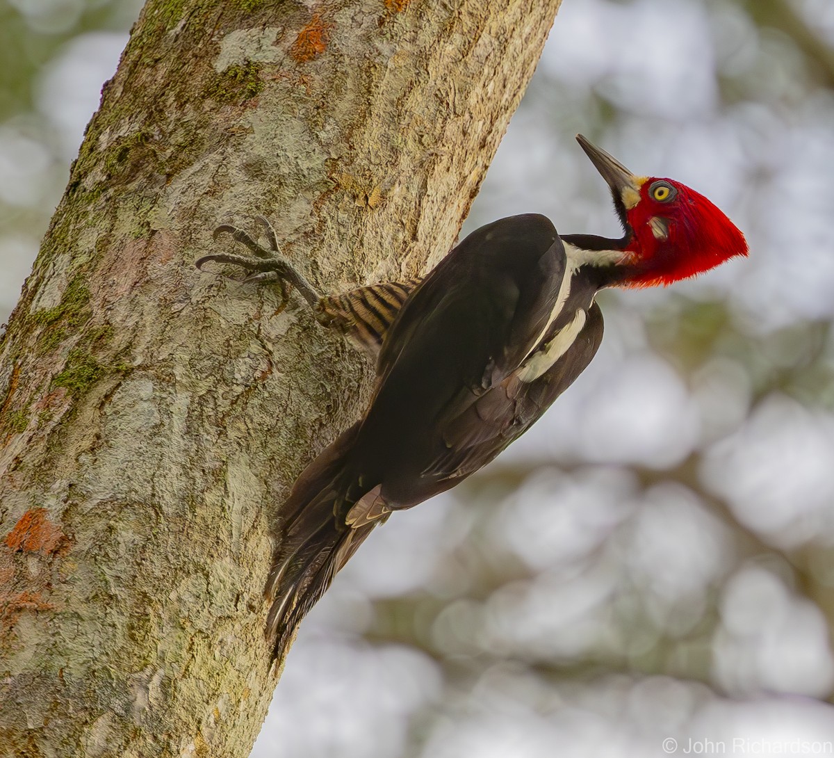 Crimson-crested Woodpecker - ML611841295