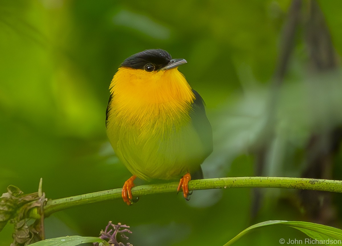 Manakin à col d'or - ML611841344