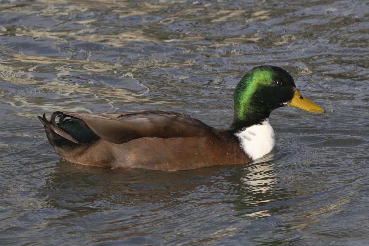 Mallard (Domestic type) - ML611841547