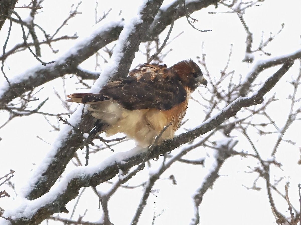 Red-tailed Hawk - ML611841556
