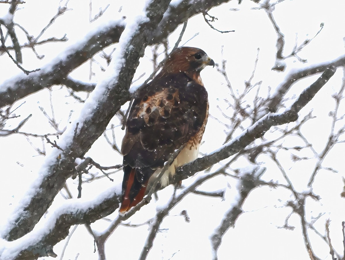 Red-tailed Hawk - ML611841558