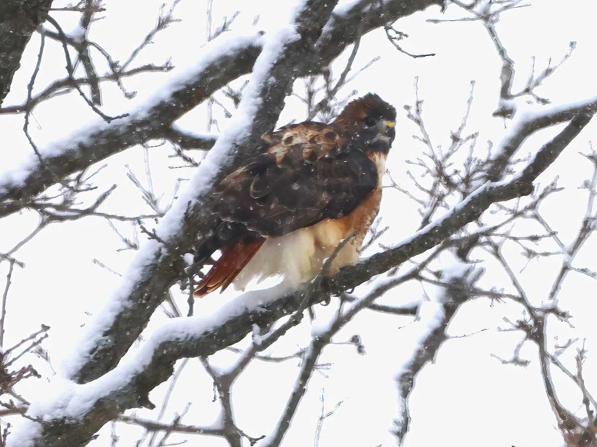 Red-tailed Hawk - ML611841559