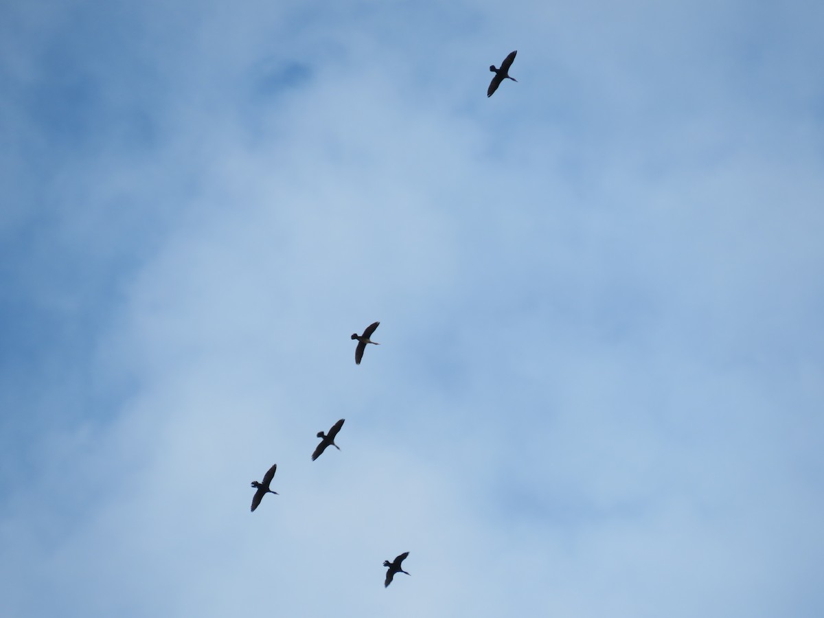 Double-crested Cormorant - ML611841565