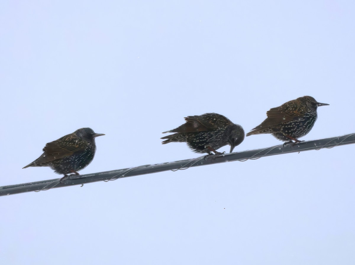 European Starling - ML611841587