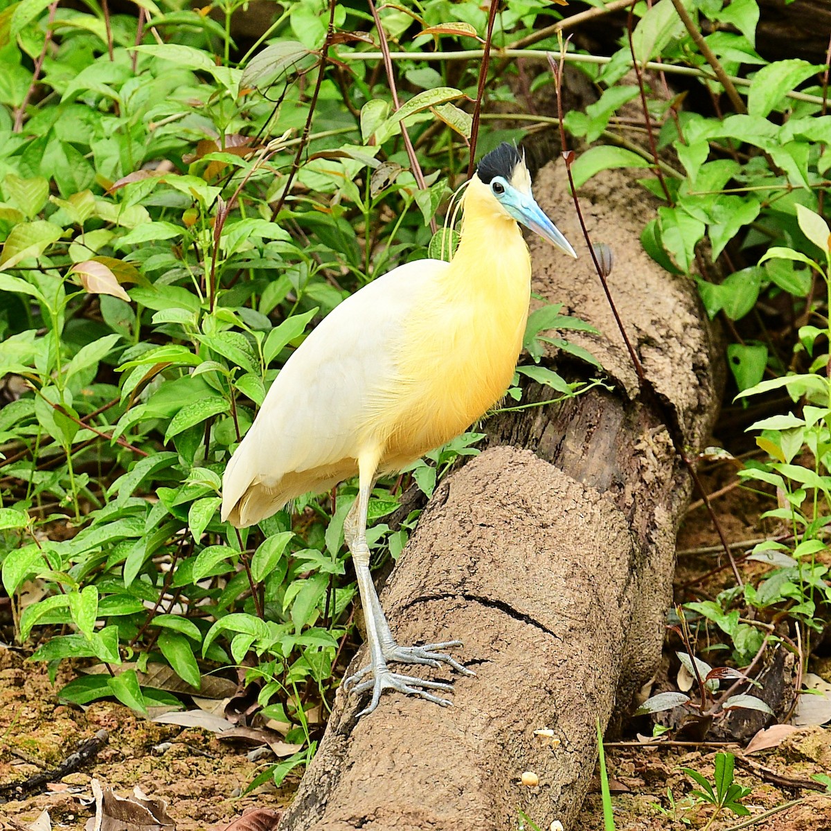 Capped Heron - ML611841647