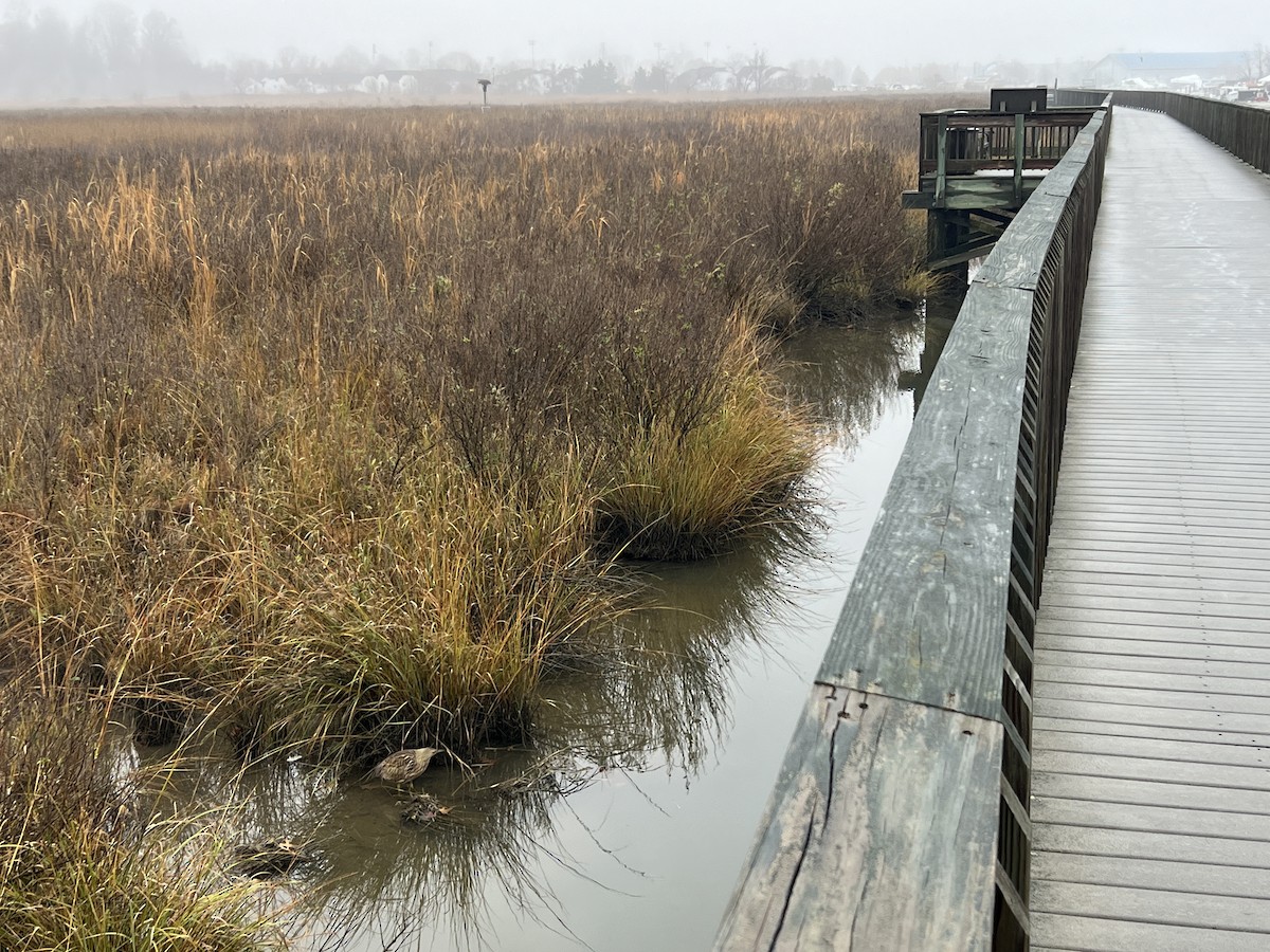 American Bittern - ML611841778