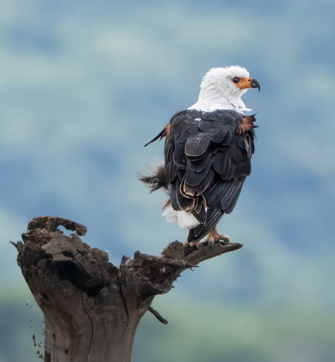 African Fish-Eagle - ML611841782