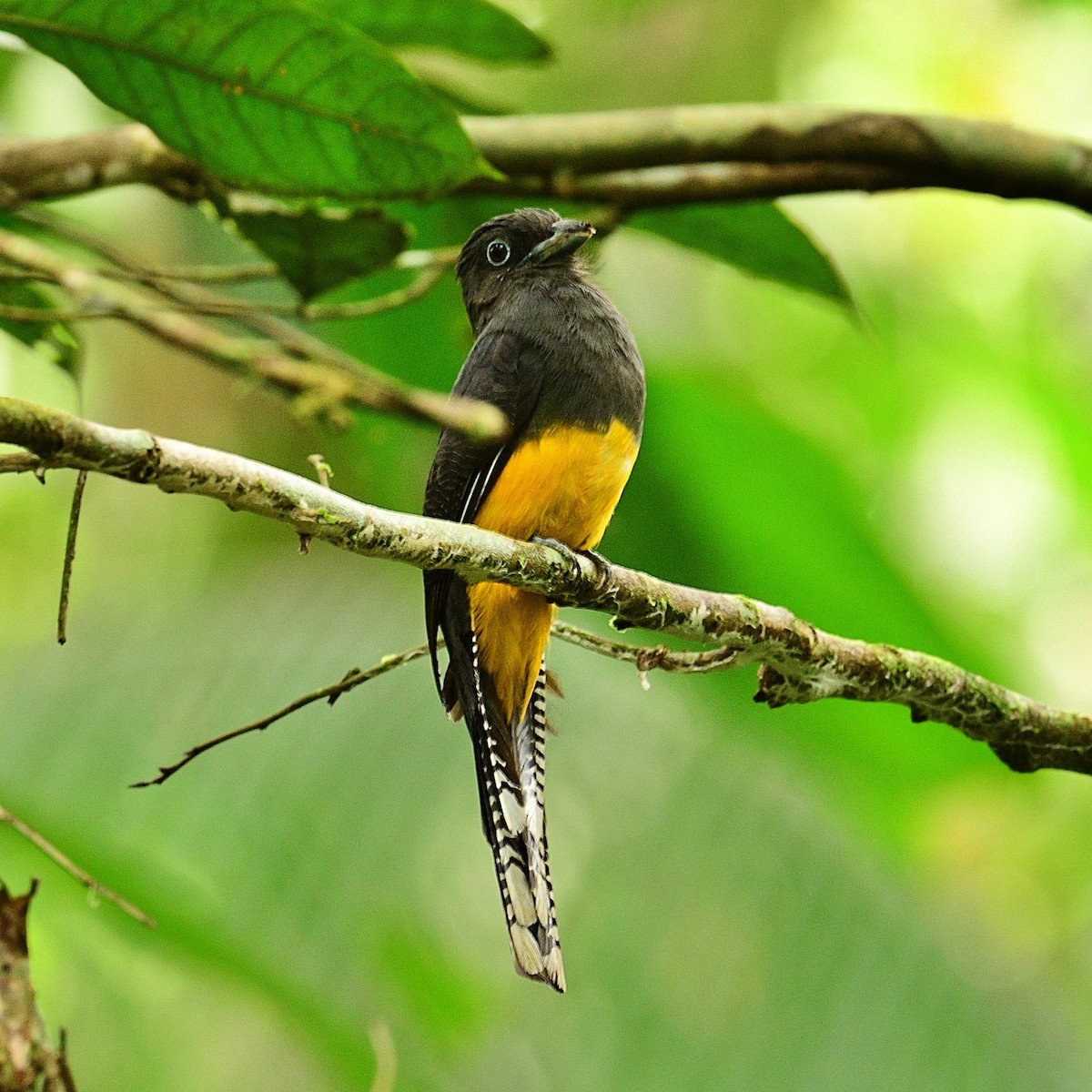 trogon zelenohřbetý - ML611841792