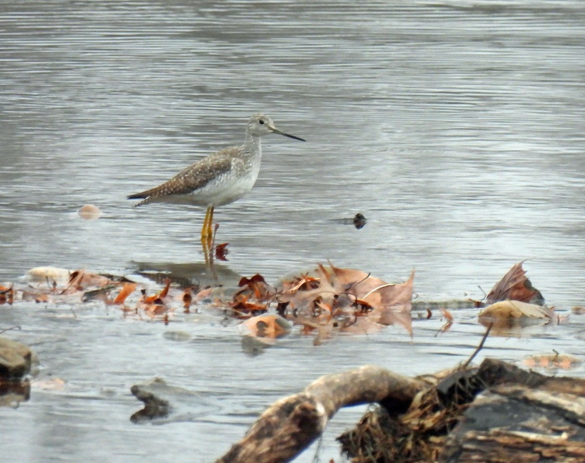 Greater Yellowlegs - ML611841841