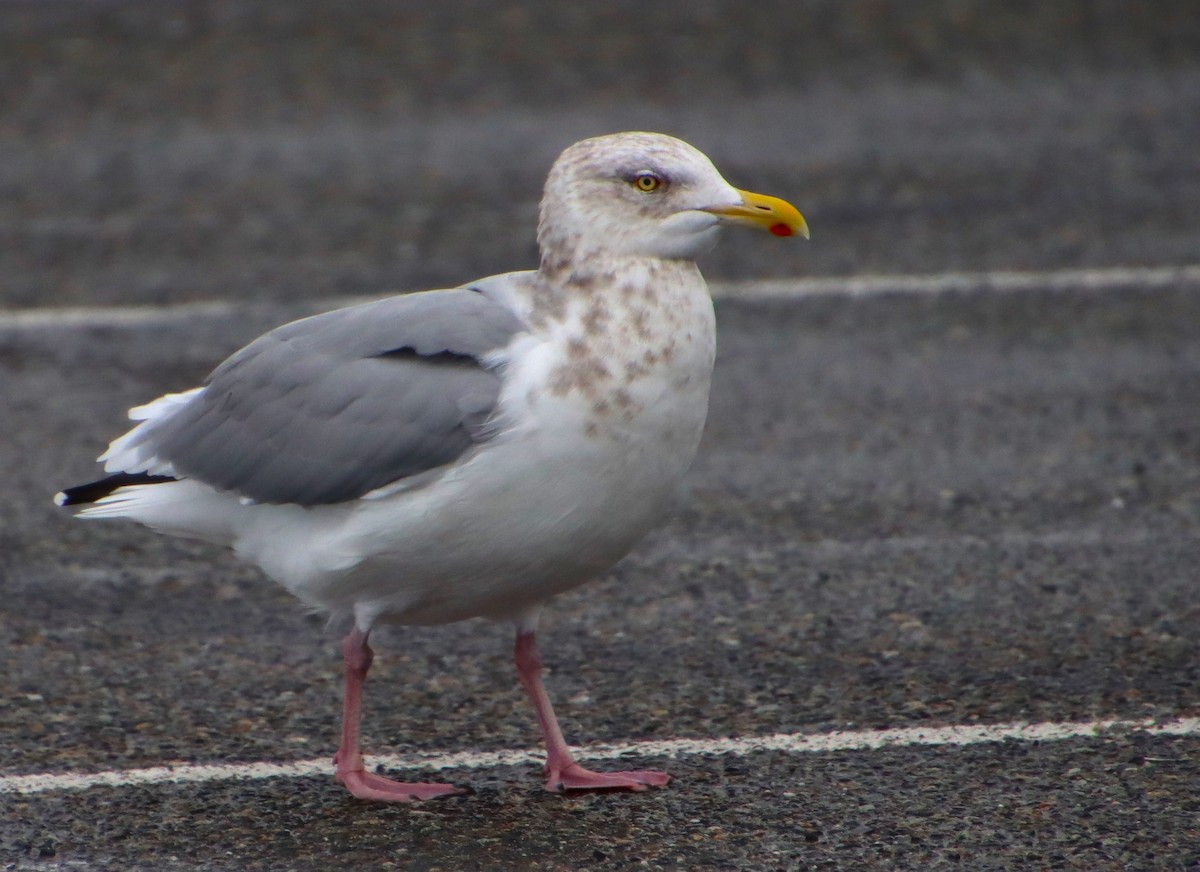 Gaviota Argéntea - ML611841843