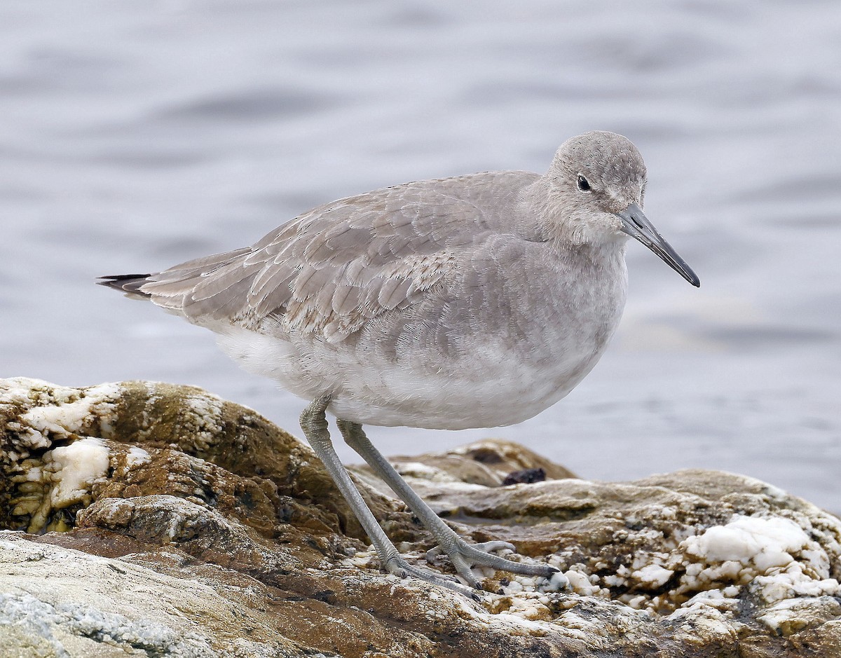 Willet - Charles Fitzpatrick