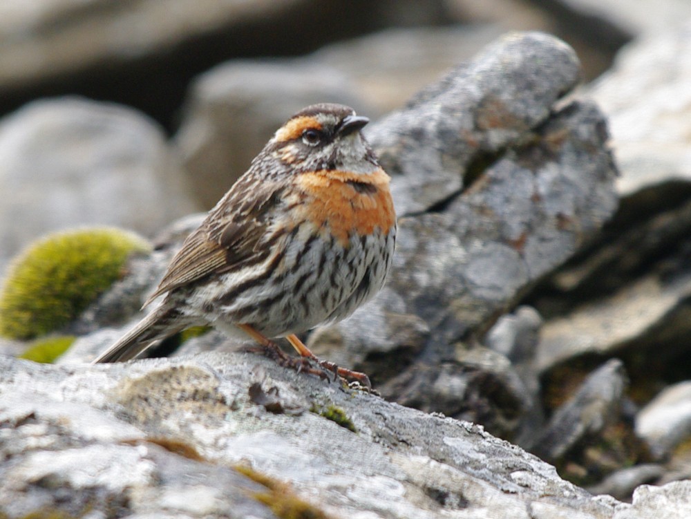 Rufous-breasted Accentor - ML611841926