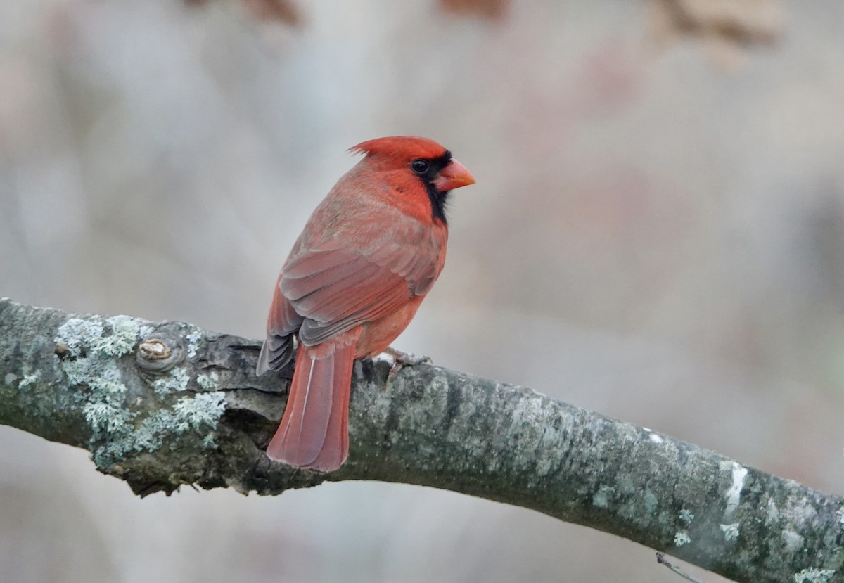 Northern Cardinal - ML611841958