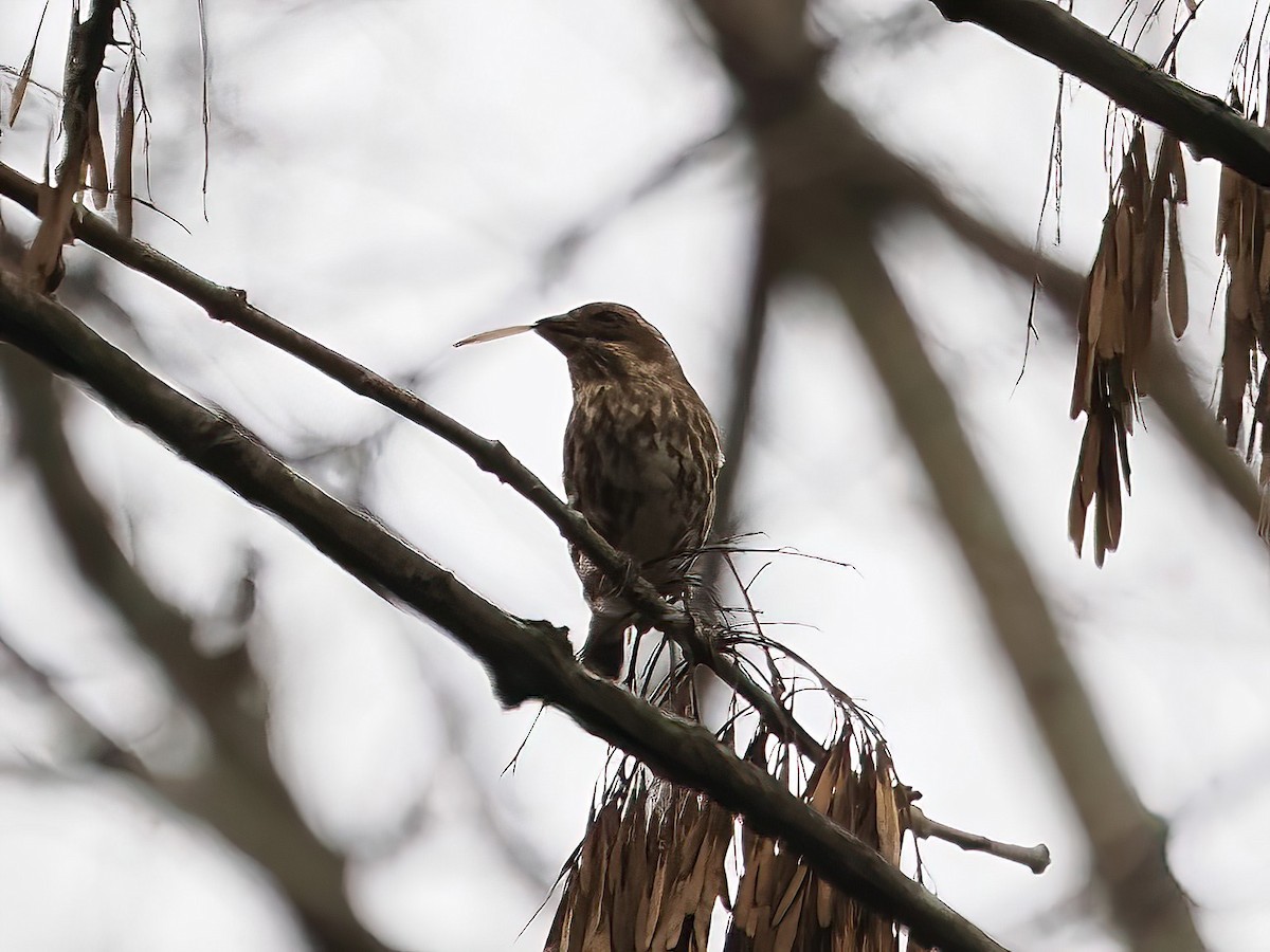 Purple Finch - ML611841968