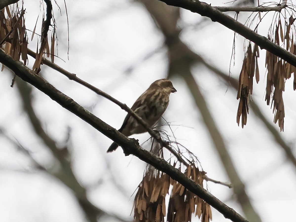 Purple Finch - ML611841970