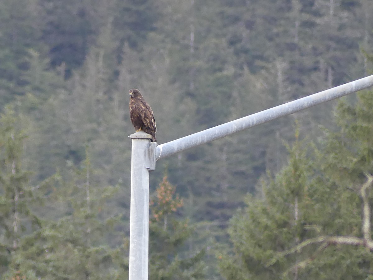 Buteo sp. - Gus van Vliet