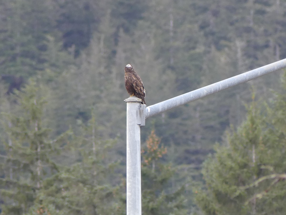 Buteo sp. - Gus van Vliet