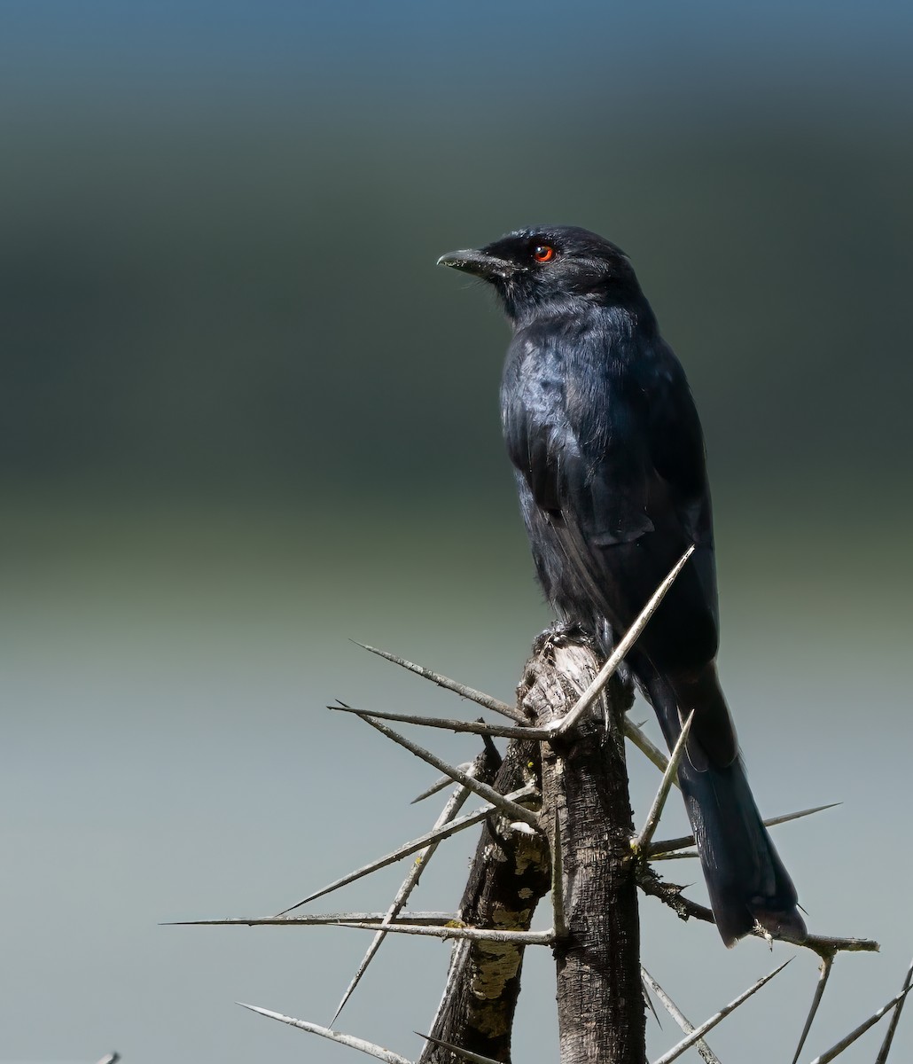 Fork-tailed Drongo - ML611841995