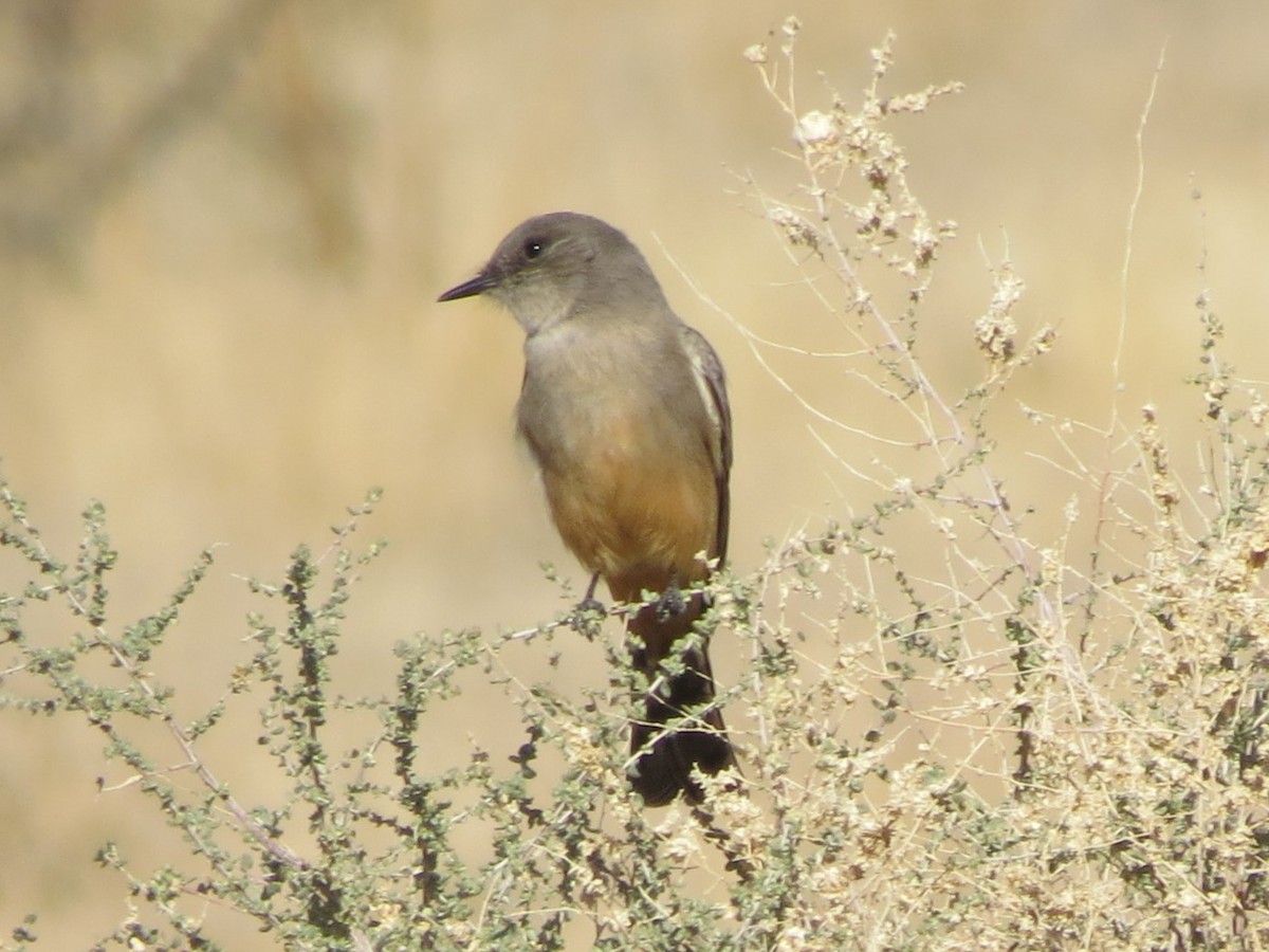 Say's Phoebe - ML611842014