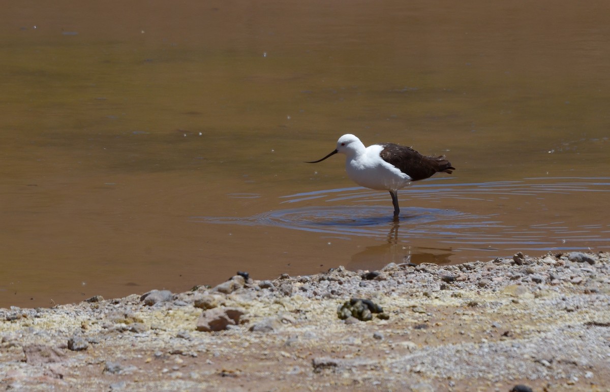 Andean Avocet - ML611842085