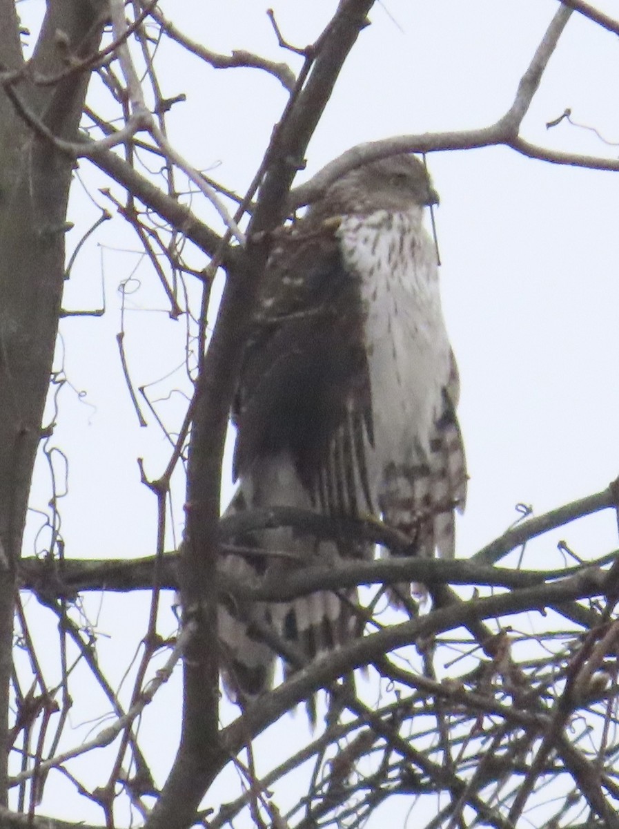 Cooper's Hawk - ML611842162