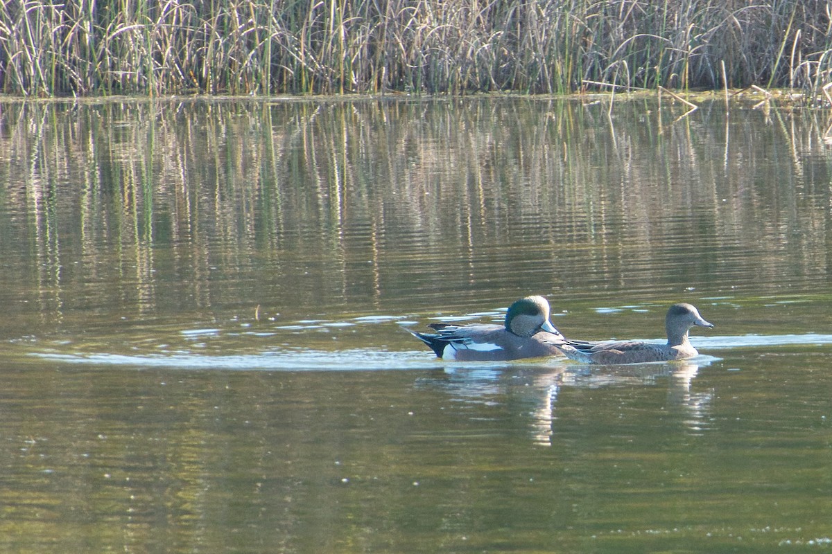 American Wigeon - ML611842283