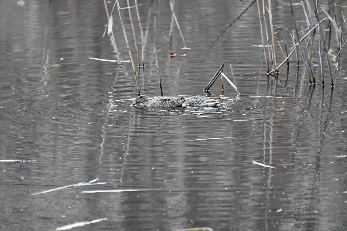 Green-winged Teal - ML611842299