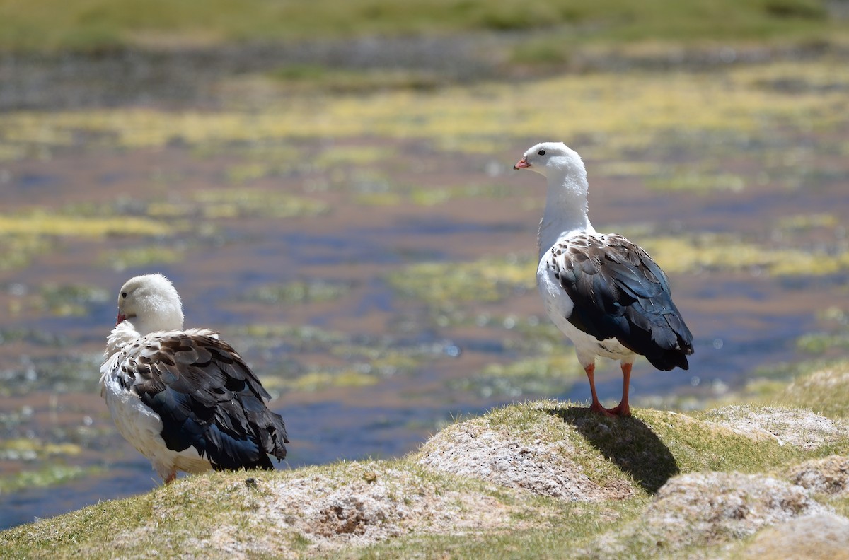 Andean Goose - ML611842351