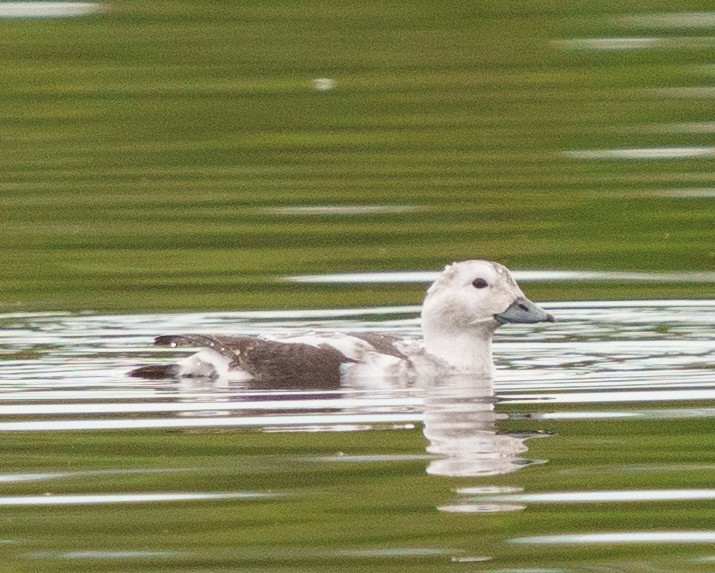 Long-tailed Duck - Greg Reynolds