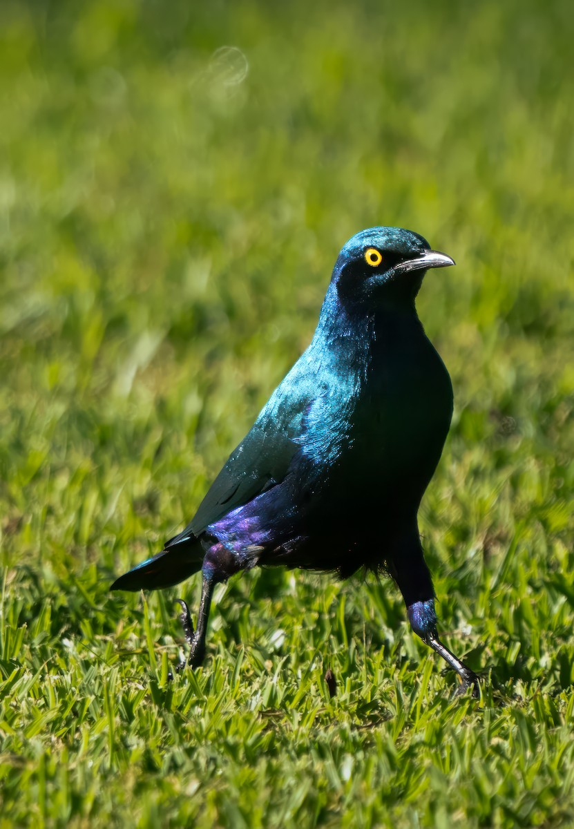 Greater Blue-eared Starling - ML611842395