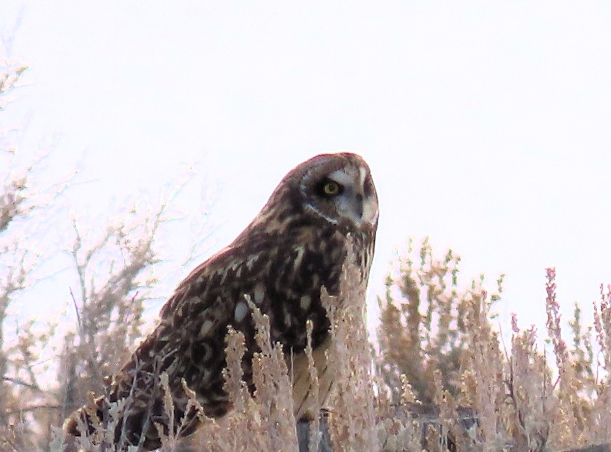 Short-eared Owl - ML611842402