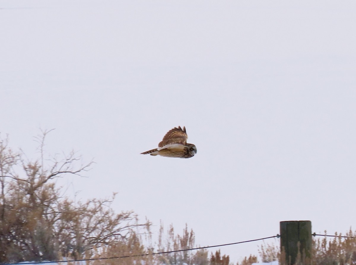 Short-eared Owl - ML611842404