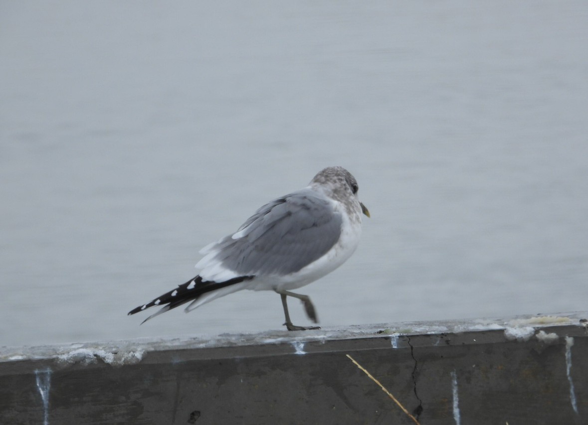 Short-billed Gull - Elizabeth Moon