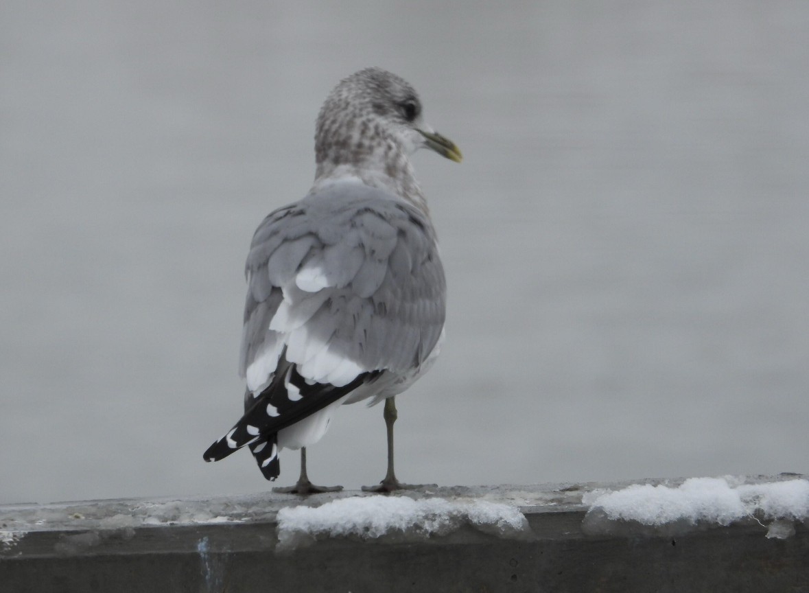 Short-billed Gull - ML611842452