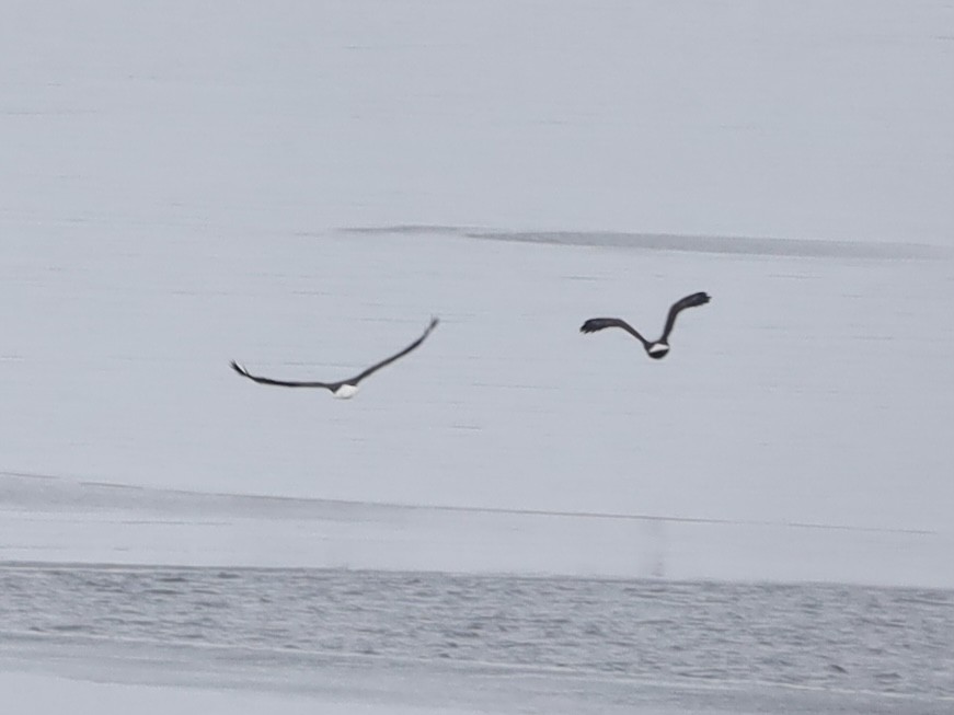 Bald Eagle - ML611842543