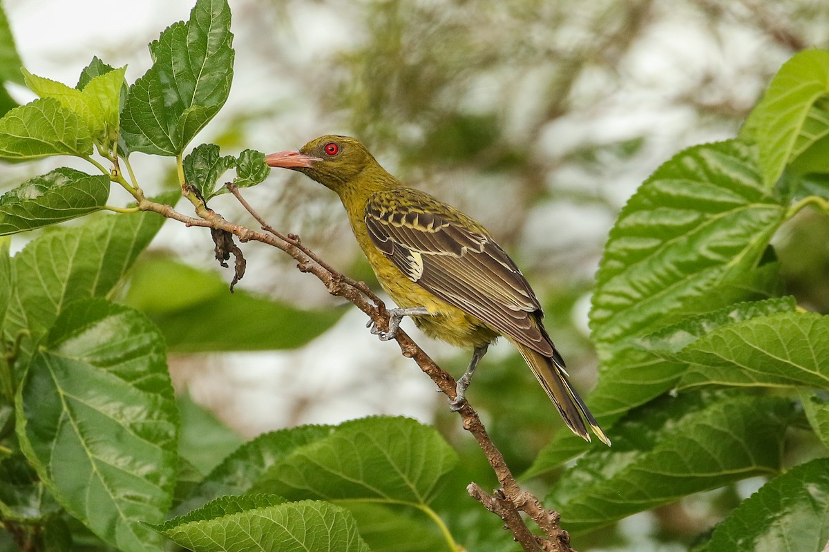 Oropéndola Verdosa - ML611842598