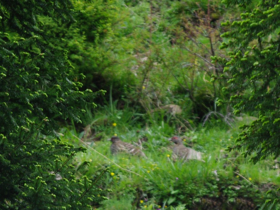 Chestnut-throated Monal-Partridge - Volkov Sergey