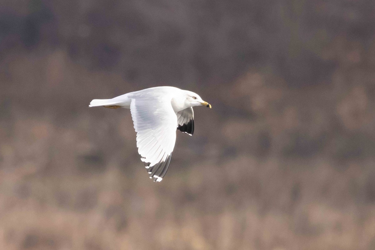 Ring-billed Gull - ML611843021