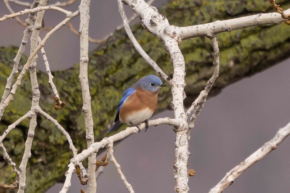 Eastern Bluebird - Linda Rudolph