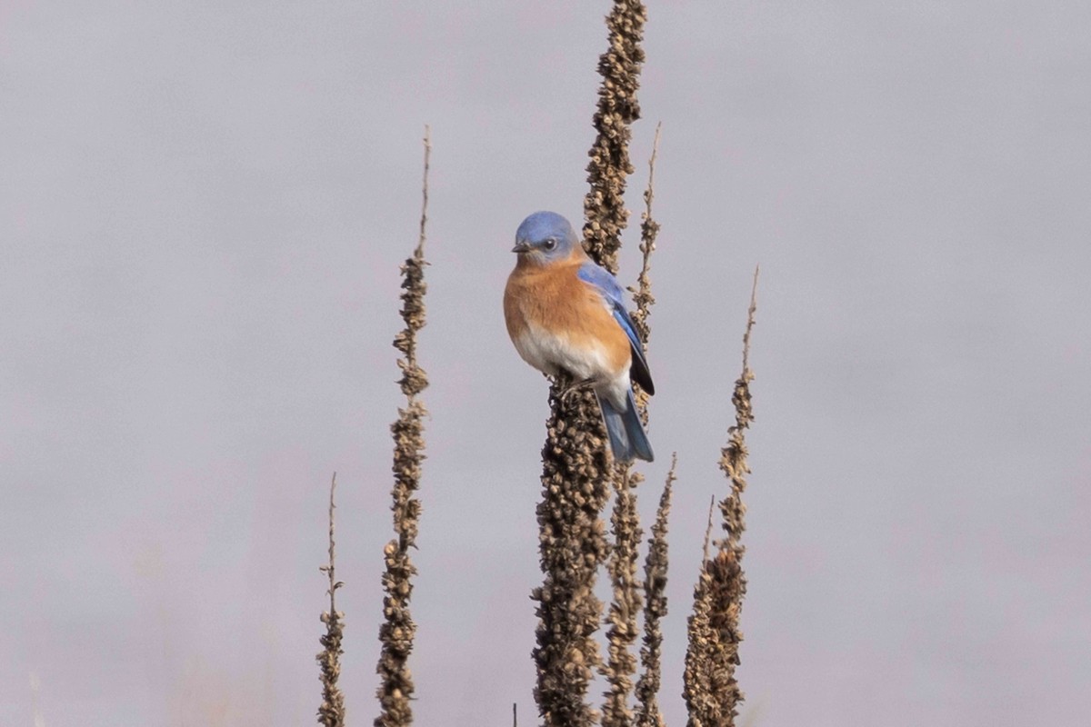 Eastern Bluebird - Linda Rudolph