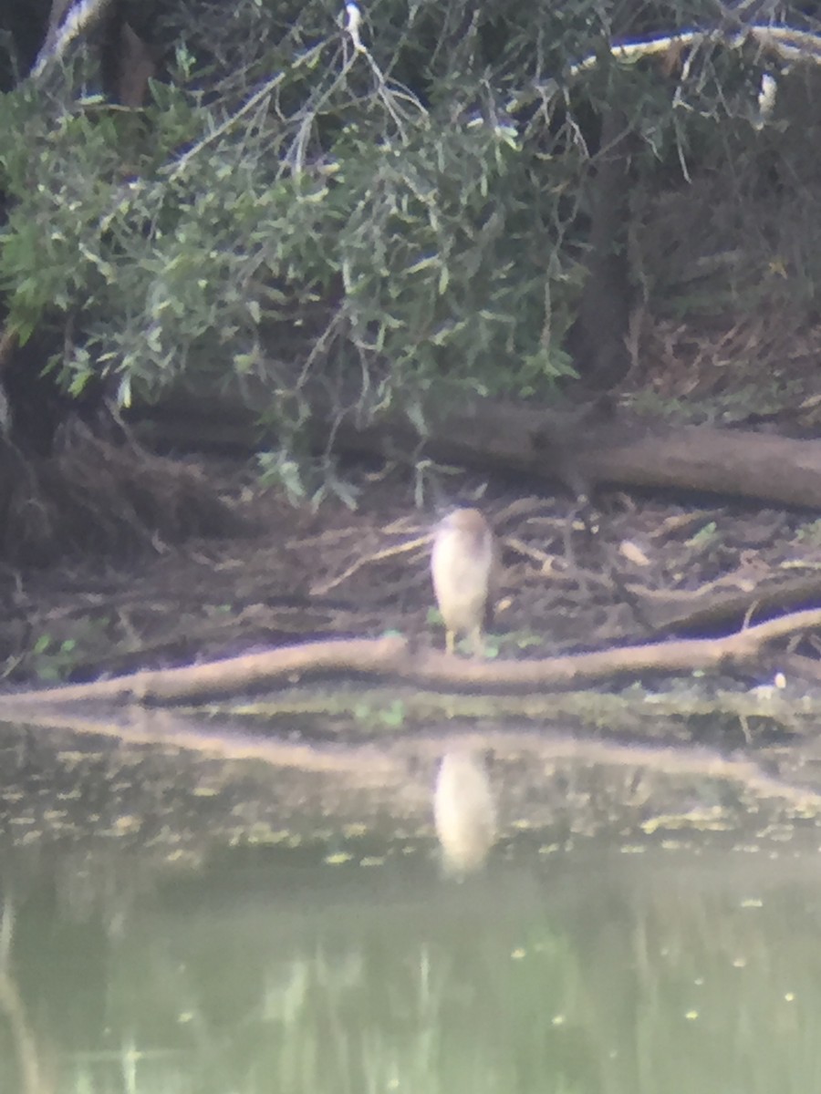 Nankeen Night Heron - ML611843156