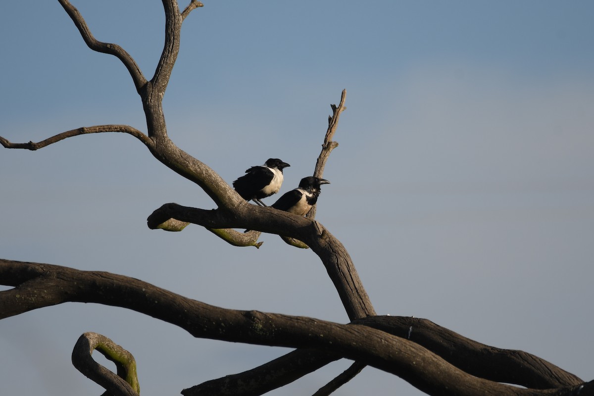Pied Crow - ML611843229