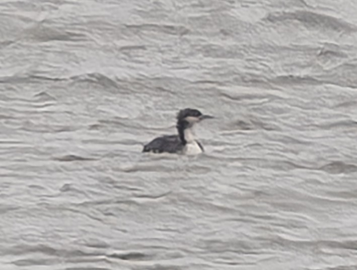 Pacific Loon - ML611843238