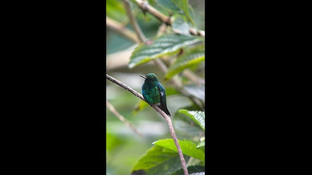 kolibřík blýskavý - ML611843322