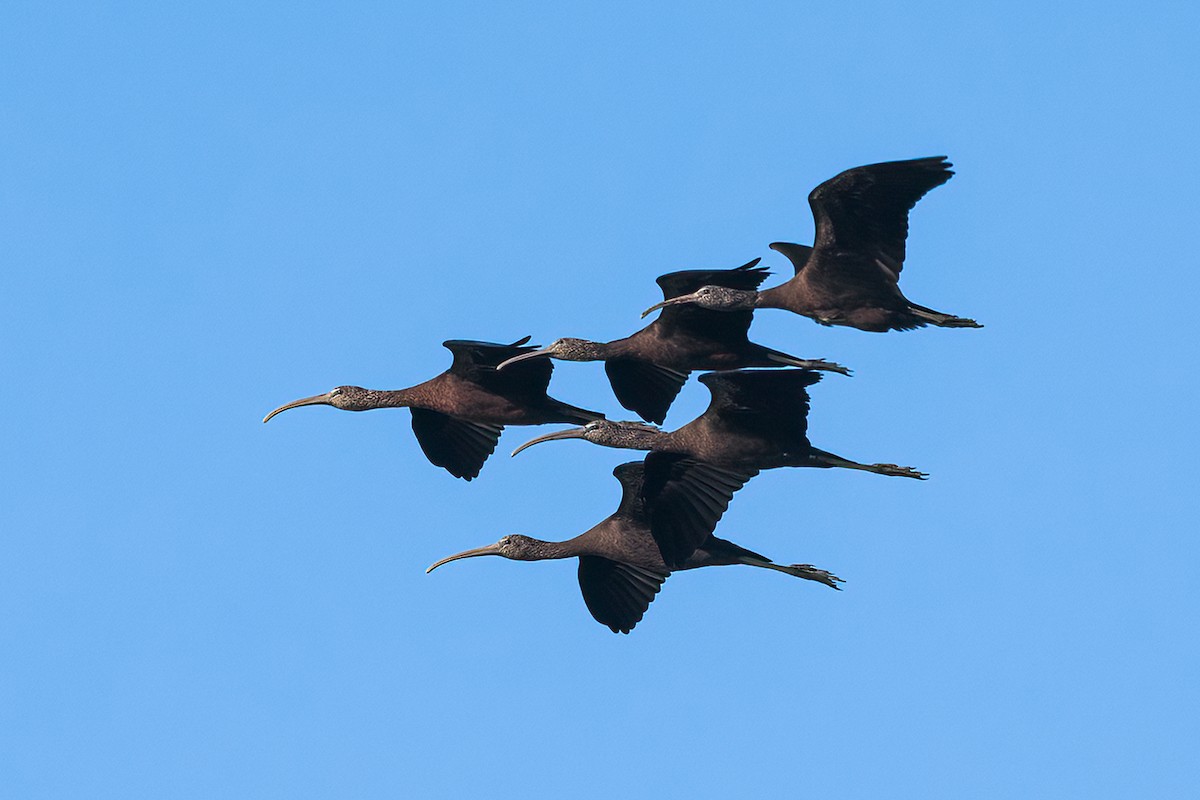 ibis hnědý - ML611843367