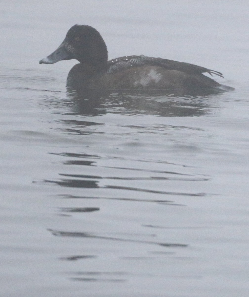 Greater Scaup - ML611843384