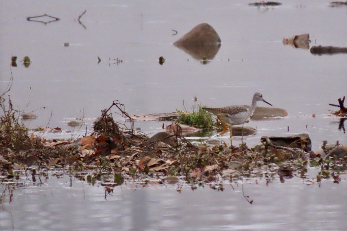 Greater Yellowlegs - ML611843474