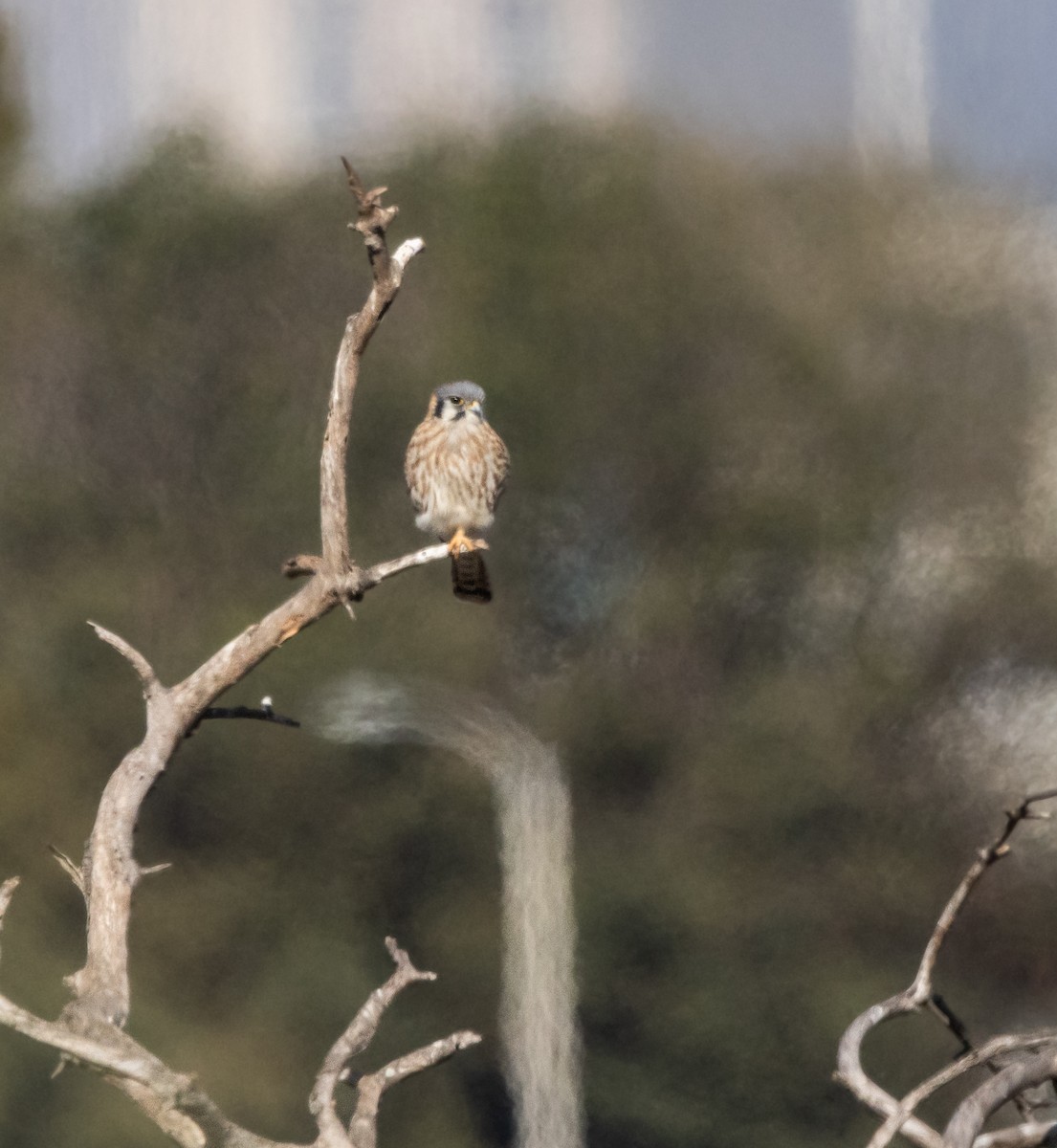 American Kestrel - ML611843525