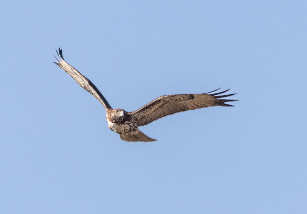 Red-tailed Hawk - ML611843553